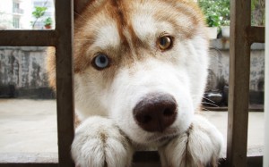 puppylovemain