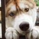 puppylovemain