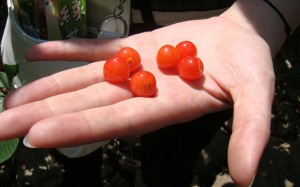Cherry Season Qingdao Beizhai