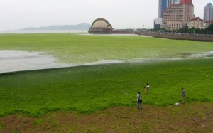 greenalgae