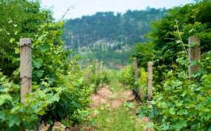 Huadong Winery Qingdao Vines