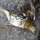 Dead Bird Caught in Net in Qingdao Laoshan