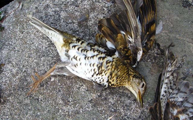 Dead Bird Caught in Net in Qingdao Laoshan
