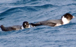 Ancient Murrelet Qingdao China