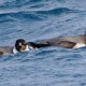 Ancient Murrelet Qingdao China