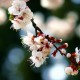 Zhongshan Park Cherry Blossoms Sakura Qingdao