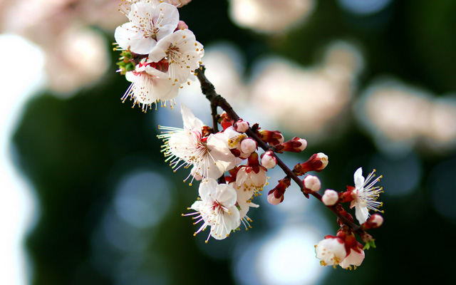 Zhongshan Park Cherry Blossoms Sakura Qingdao