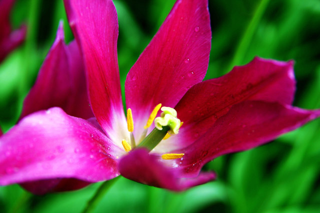 Zhongshan Park Qingdao Flowers