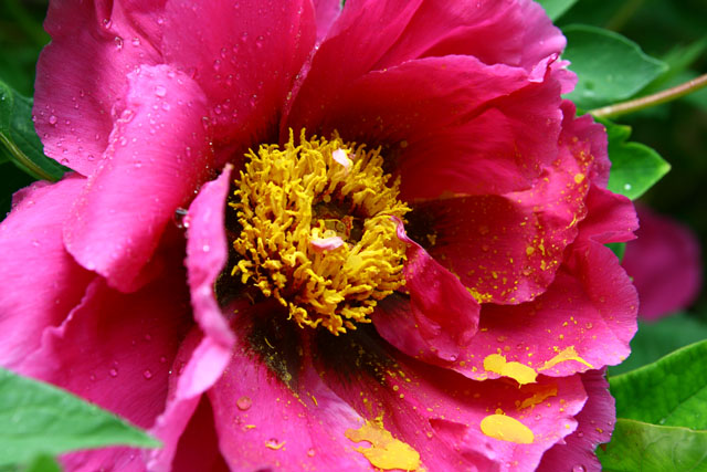 Zhongshan Park Qingdao Pollen Petal