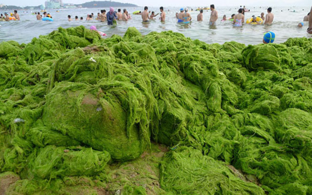 Going Green Algae Beach Qingdao