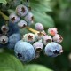 Blueberry Picking Laoshan Qingdao