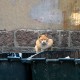 Qingdao Seen Crouching TIger Lin Xun