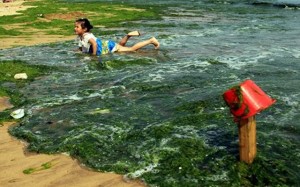 qingdaoseen_waterplants