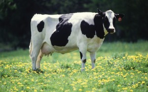 Qingdao Synutra Milk Cow